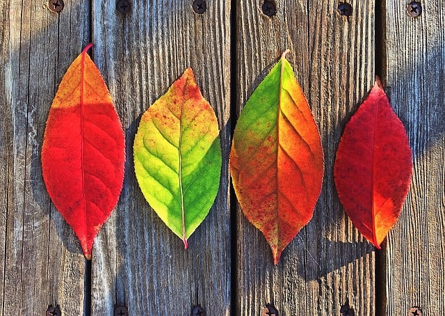 Celebrate Autumn! 8 Fall Family traditions to start this year!