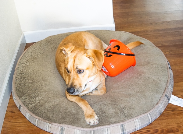 A large dog laying on a round dog bed next to an orange pumpkin bucket.