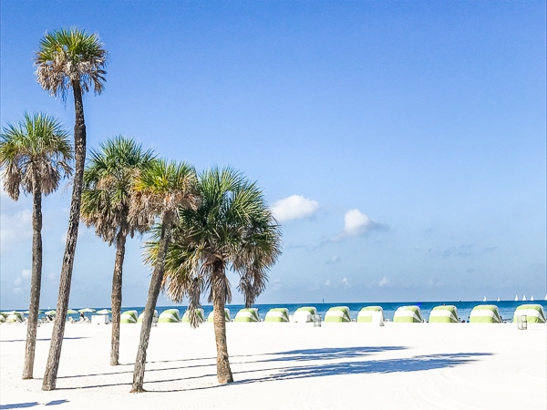 Palm trees and sugar sand at Clearwater Beach.