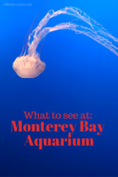 A jelly fish in blue water at Monterey Bay Aquarium.