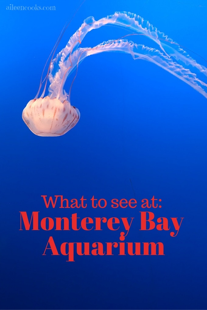 A jelly fish in blue water at Monterey Bay Aquarium.