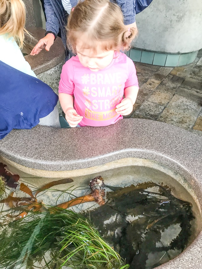 A little girl looking into the tide pool at Monterey Bay Aquarium.