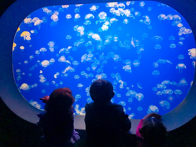 Three kids staring at the jelly fish at Monterey Bay Aquarium.