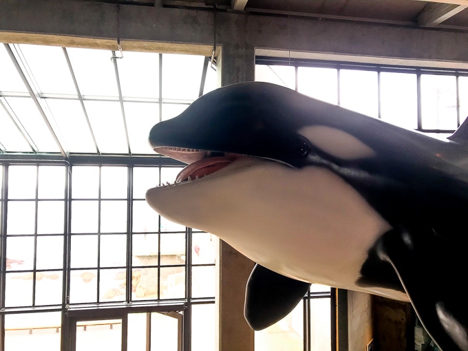 A plaster whale hanging from the ceiling at Monterey Bay Aquarium.