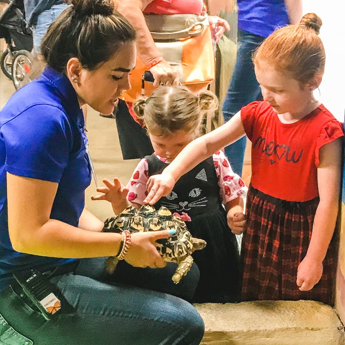 Two little girls petting a tortoise.