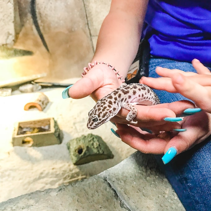 A leopard ghecko in a woman's hands.