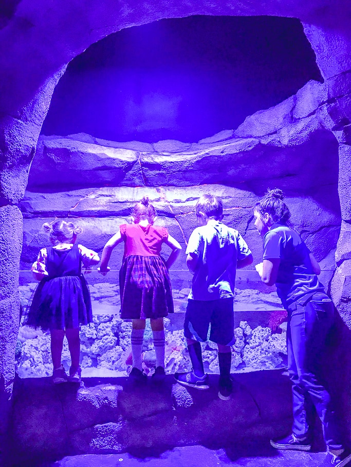Three kids wearing into an exhibit at SeaQuest Folsom.