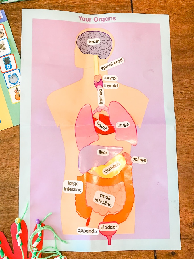 A human body poster with organs and labels.