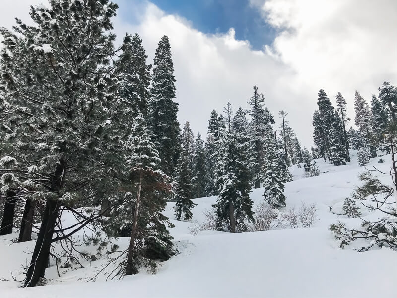 A picture of evergreen trees covered in snow.