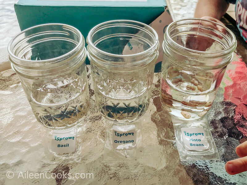 Three small mason jars filled half way with water and seeds.