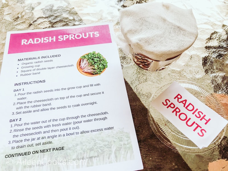 A jar of radish sprouts in water.