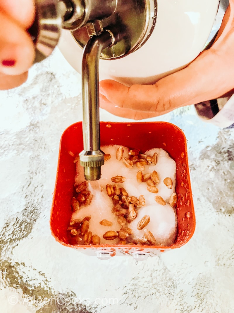 A child's hand watering seeds top of cotton balls.