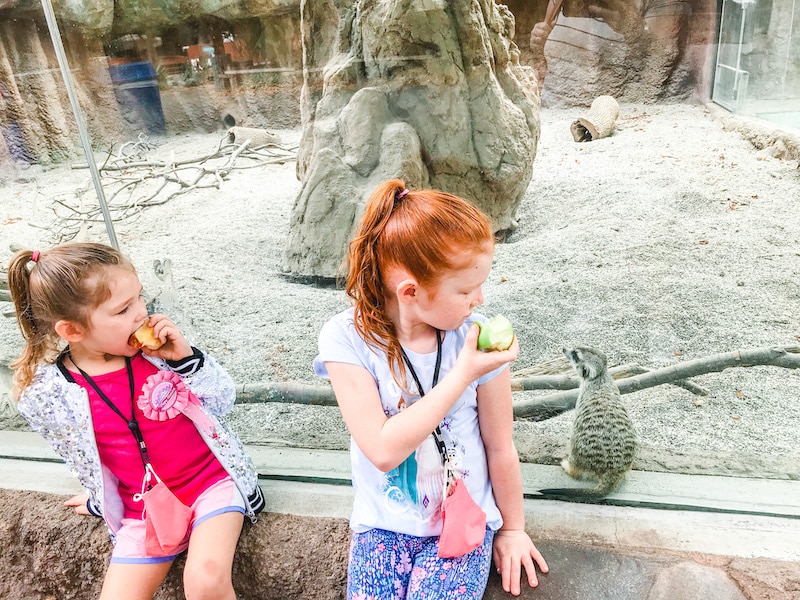 Two girls sitting next to one of the animal enclosures at the Sacramento Zoo.