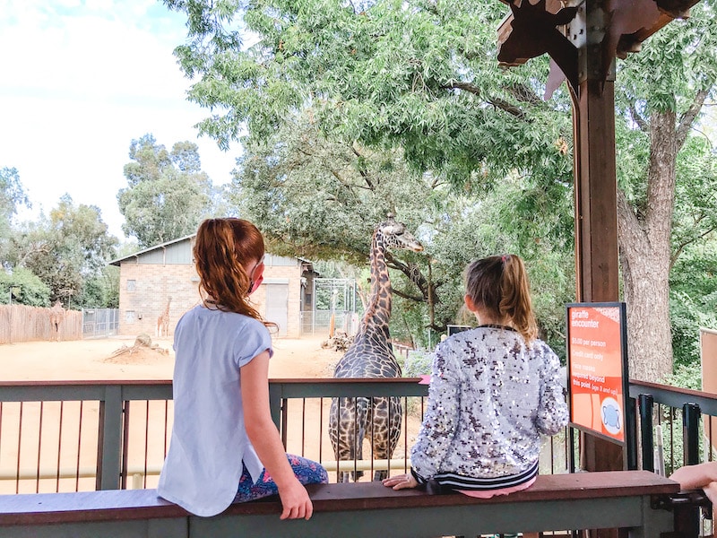 Two girls sitting on a ledge, watching a giraffe at the Sacramento Zoo.