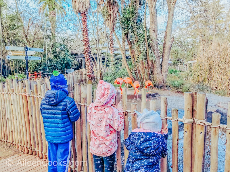 Three kids with their back to the camera, looking at flamingos behind a fence.