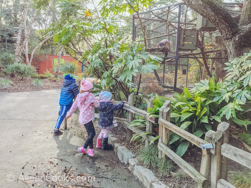 Three kids looking at birds at the Sacramento Zoo.