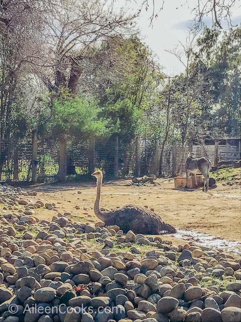 An osterich at the Sacramento Zoo.