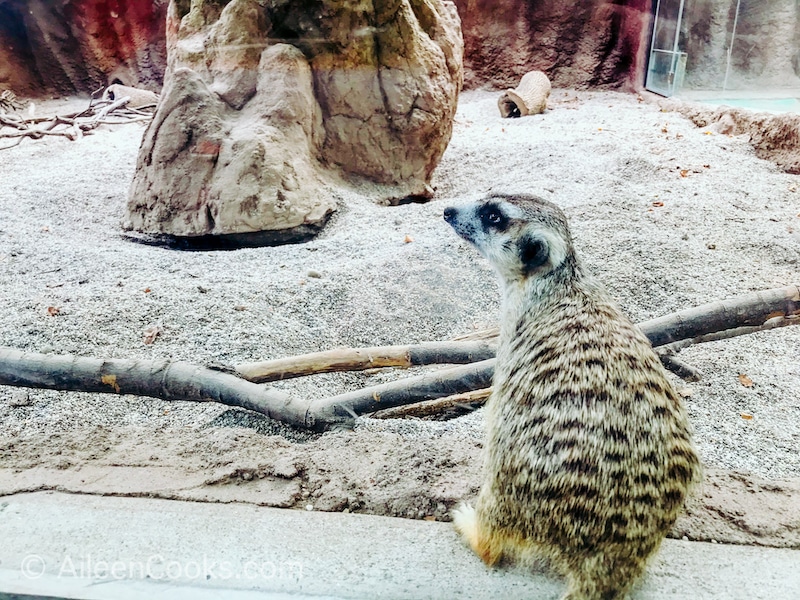 Close up of a meerkat at the Sacramento Zoo.