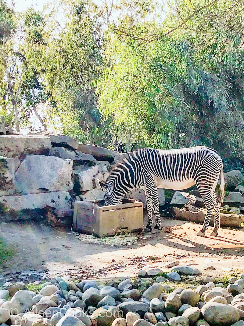 A zebra eating from a box of food at the Sacramento Zoo.