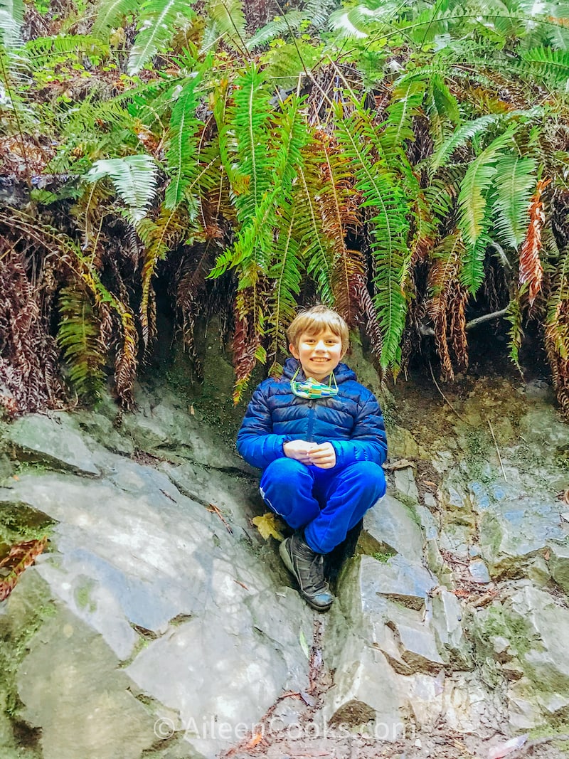 A boy sitting on a rock inside the Muir Woods National Monument.