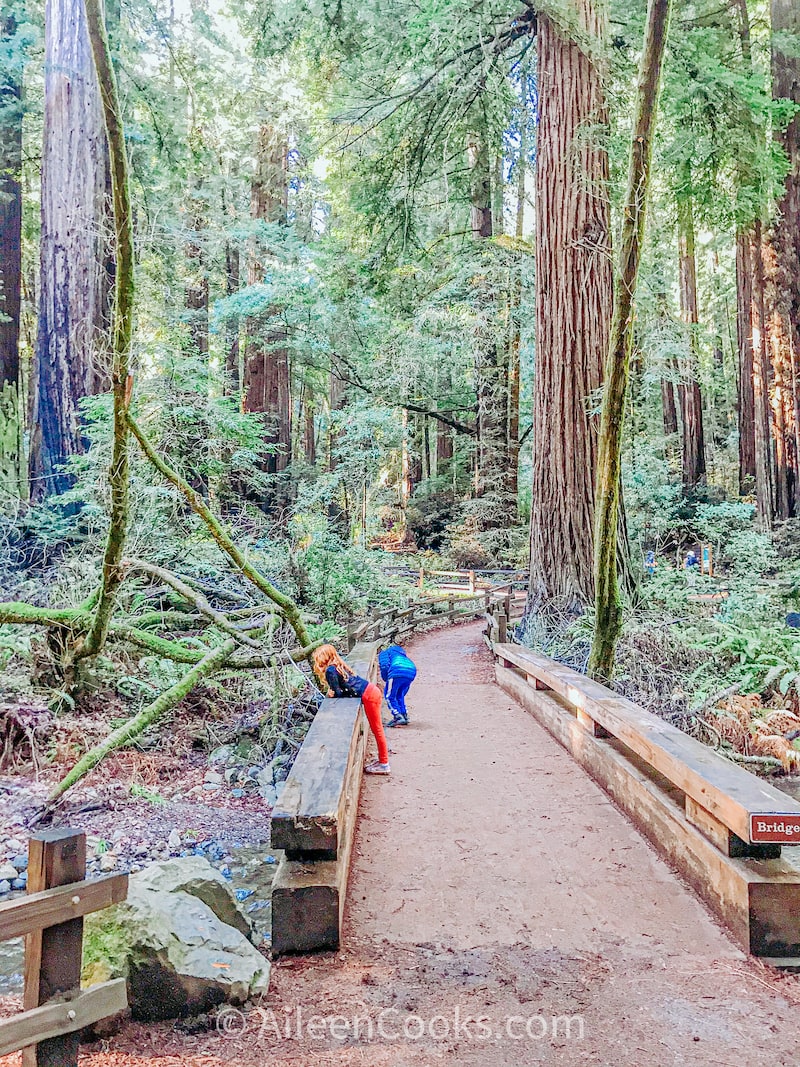 Two kids looking over the side of a bridge at a creek inside a redwood grove.