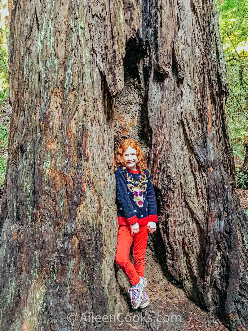 A girl standing inside the opening of a redwood tree at Muir Woods National Monument.