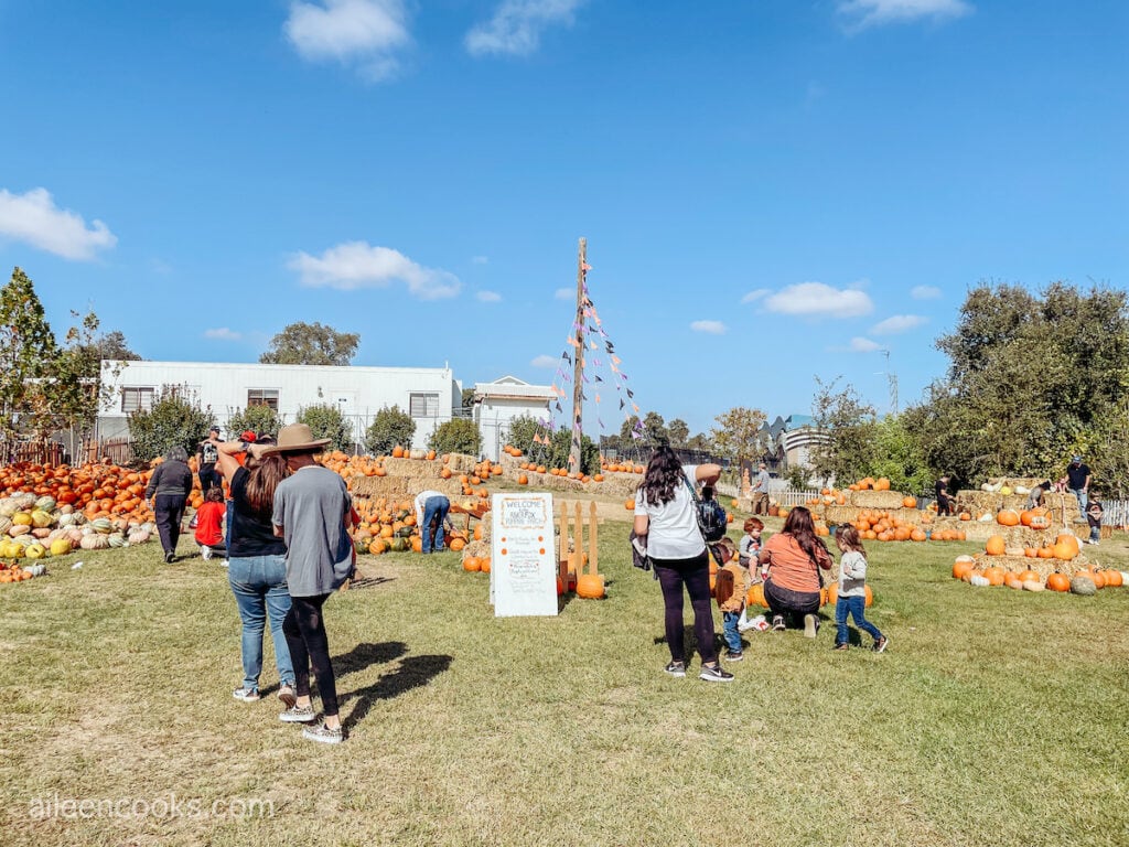 A pumpkin patch at the River Fox Train fall festival.